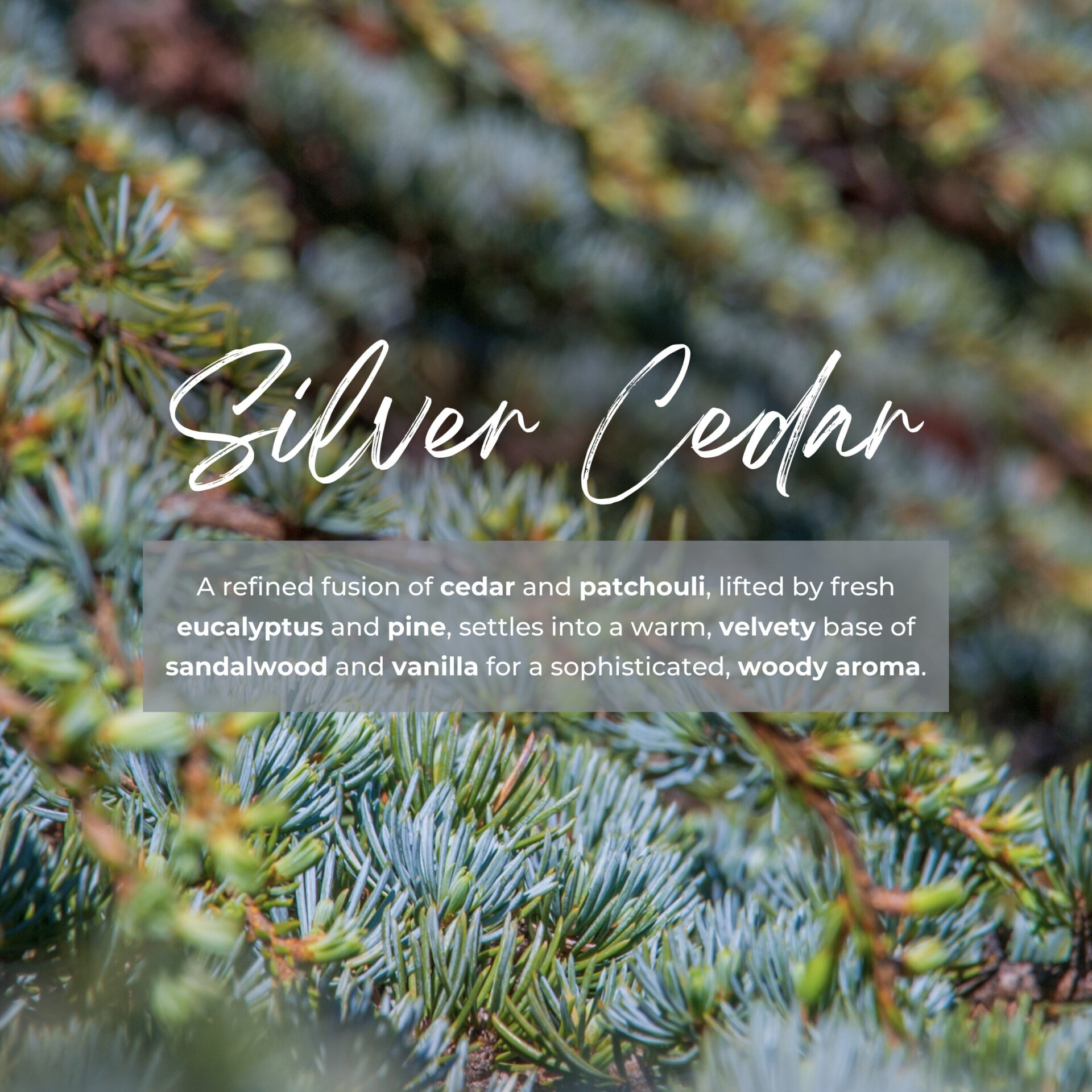 3287570450146 REED DIFFUSER SILVER CEDAR 3