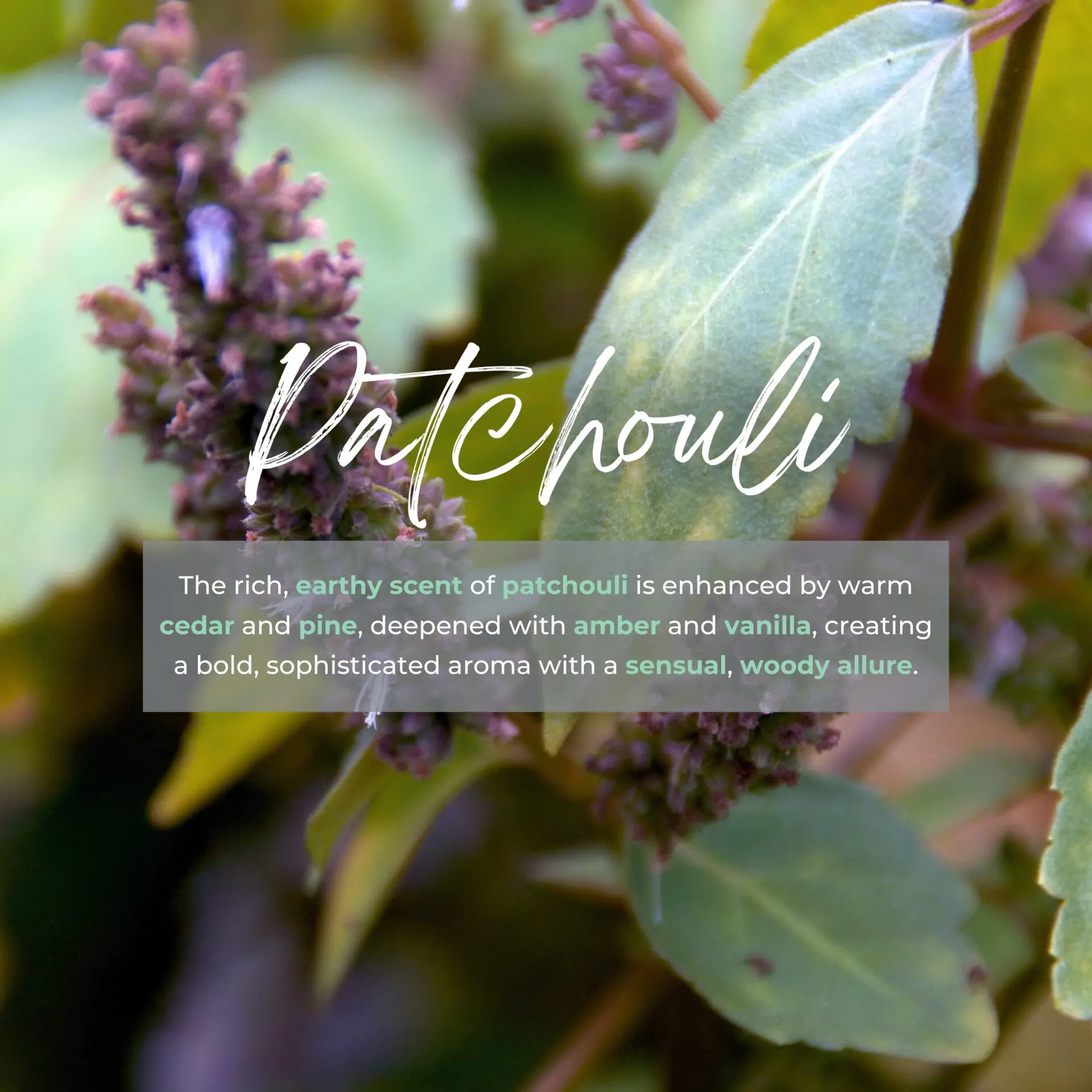 REFILL FOR REED DIFFUSER PATCHOULI 2