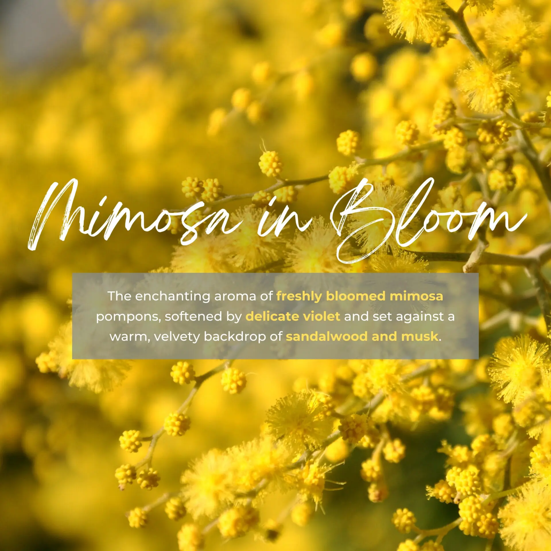 REED DIFFUSER MIMOSA IN BLOOM 3